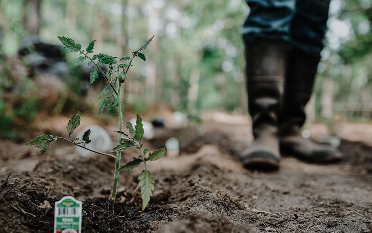 Person wearing mud boots standing next to a row of crops in a garden.